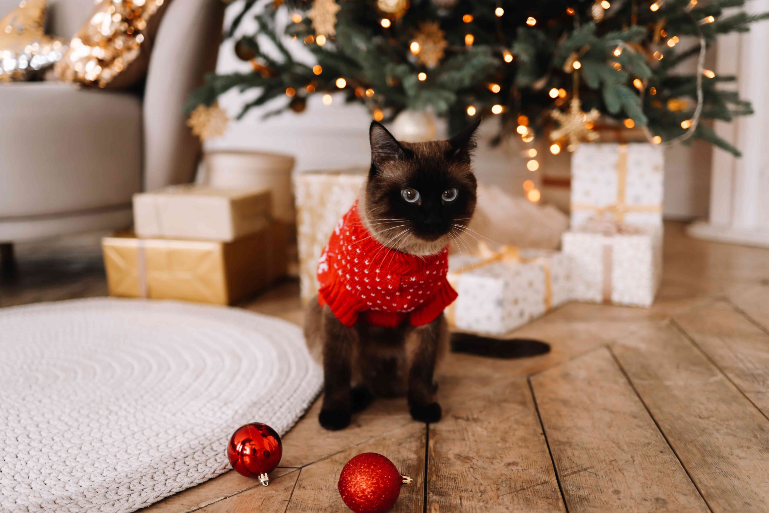 My Cat Always Ruined My Christmas Tree, Until Now